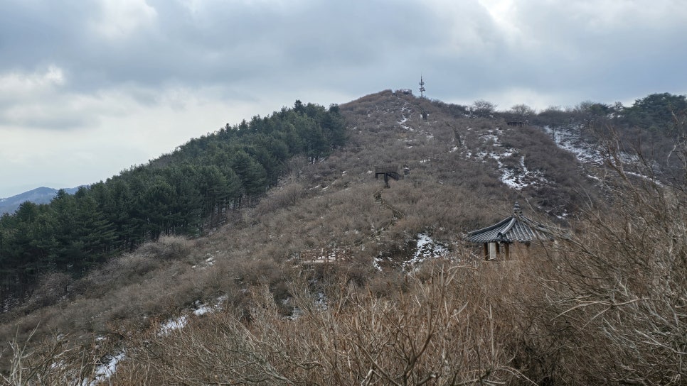 산철죽 군락지 이미지