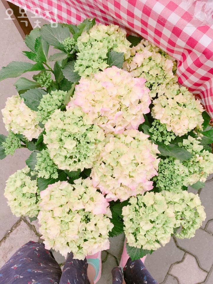 오복꽃집 이미지