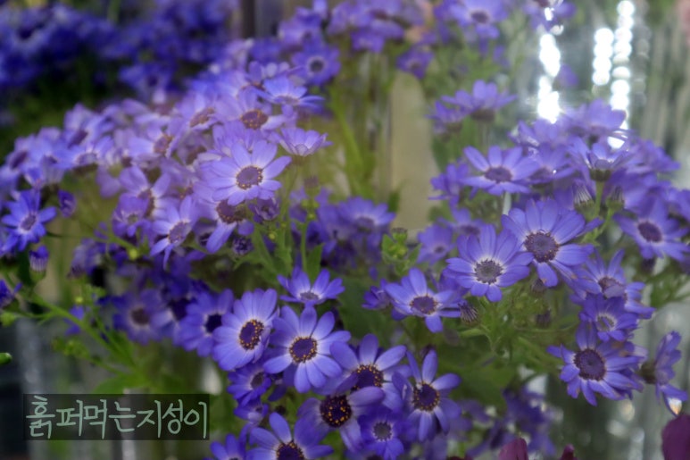 릴리안플라워 이미지