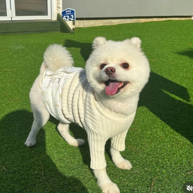 델라고 이미지