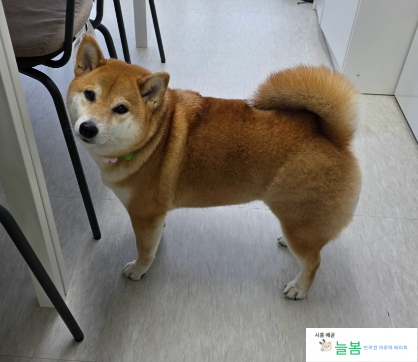늘봄아로마테라피 이미지