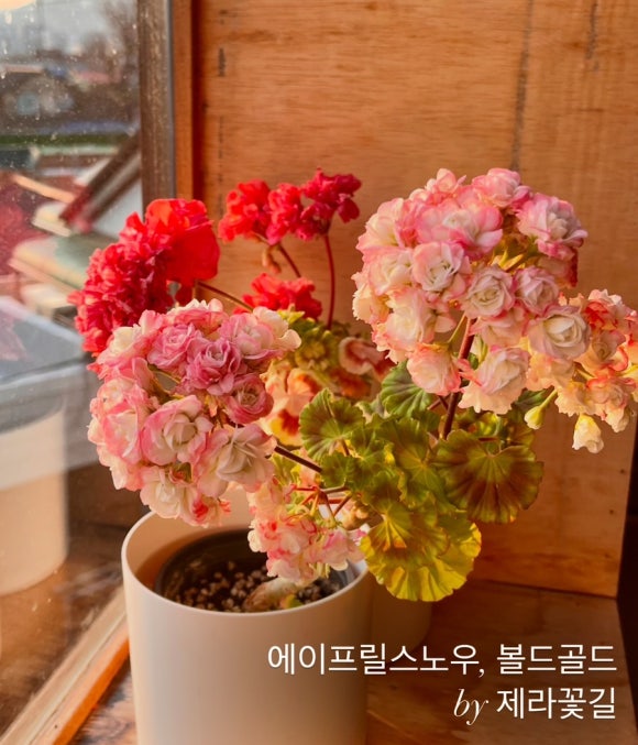 꽃길플랜테리어 이미지