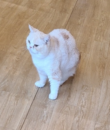 카페 커피캣 이미지
