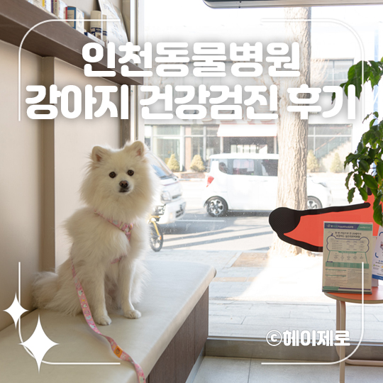 강아지 인천 강아지 건강검진, 주안 으뜸동물병원 후기