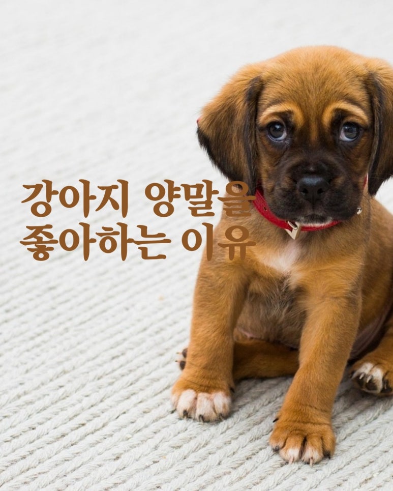 강아지가 양말을 좋아하는 이유