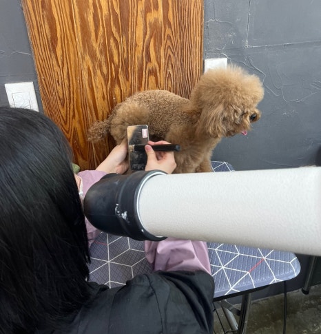이정민애견미용학원 이미지