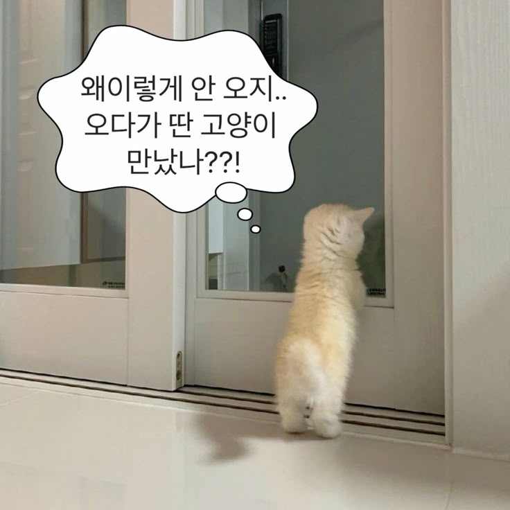 타마 이미지