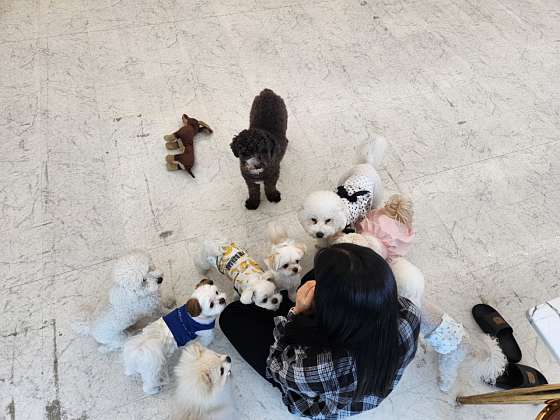 놀면뭐하개 이미지