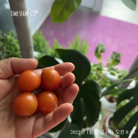 자연식단 이미지
