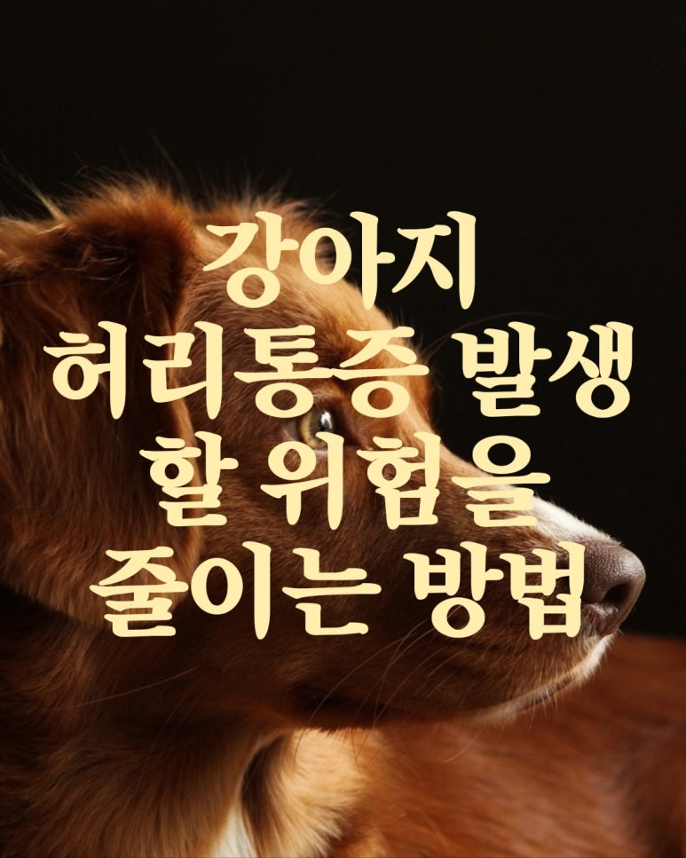 강아지의 허리 통증 발생 위험을 줄이기 위한 방법