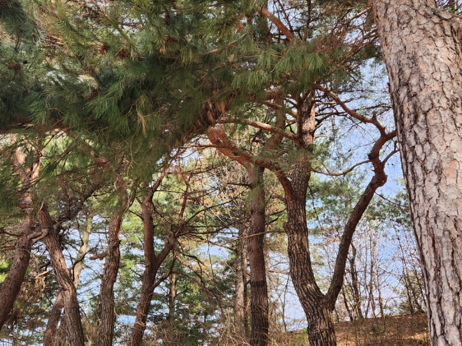 송화목재 이미지