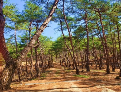한반도솔숲쉼터 이미지