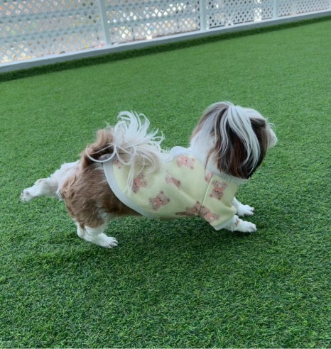 도고(doggo) 이미지