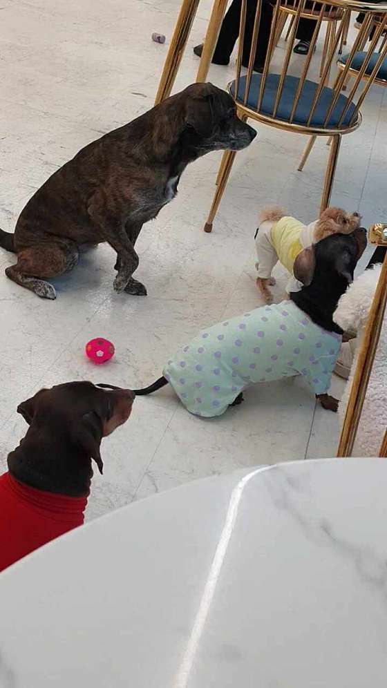 놀면뭐하개 이미지