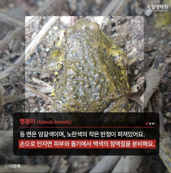맹꽁이 이미지