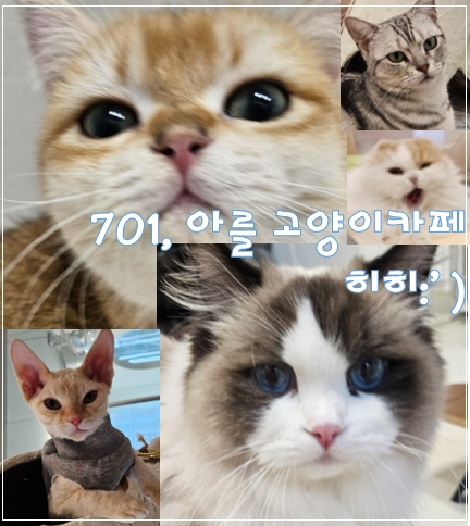 701아를고양이카페(cat in the art) 이미지