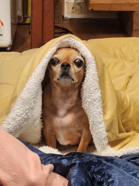 벼리채 이미지