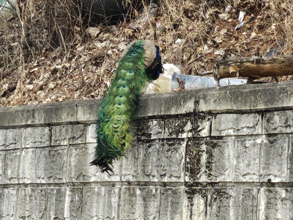 태을봉과 주변 봉우리 이미지