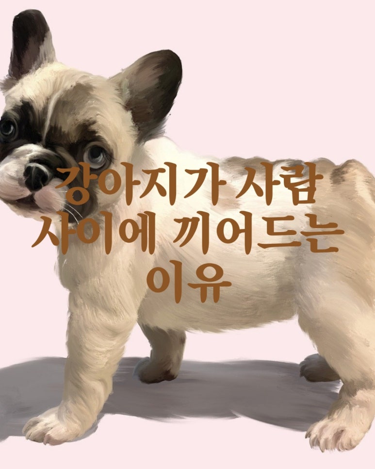 강아지가 사람 사이에 끼어드는 이유