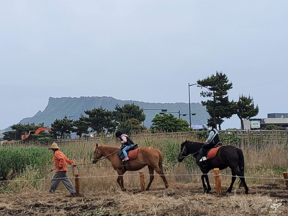 3-4월 제주 유채꽃 명소와 맛집 코스 추천 — 사진 4