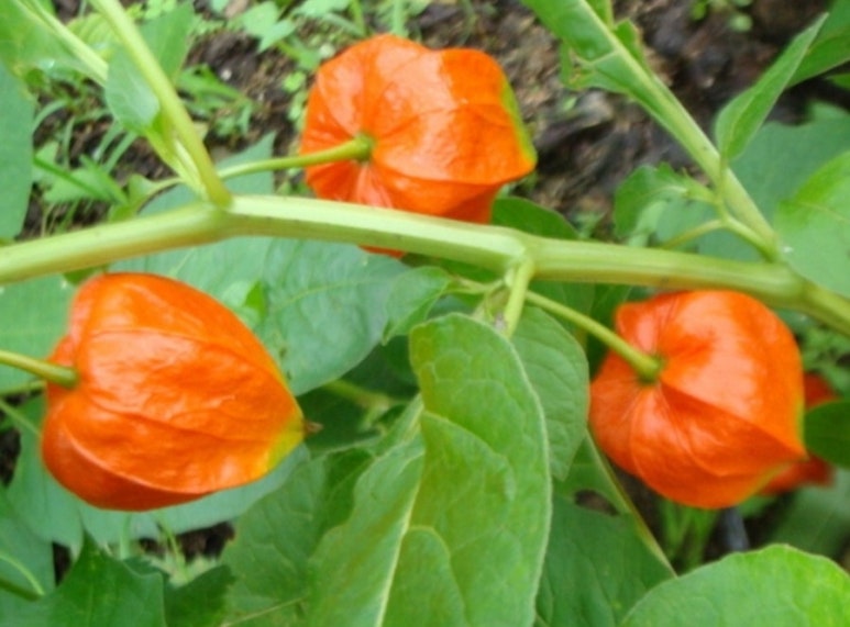 경화조경 이미지