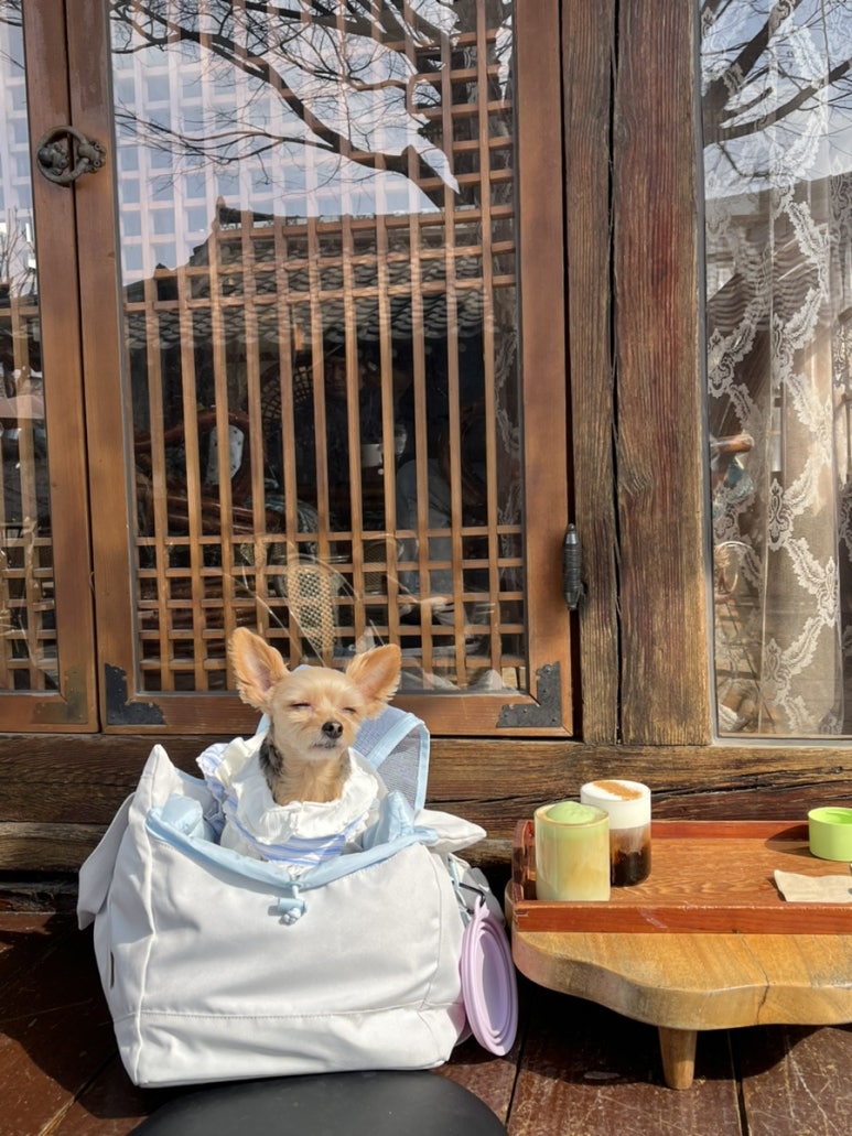 스컹크 이미지
