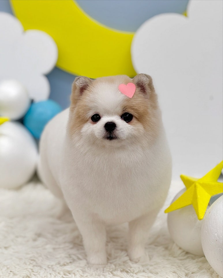 윈썸 이미지