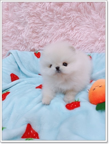 펫블리 이미지