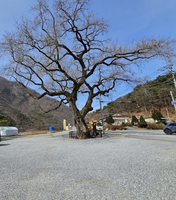 향산미락 이미지