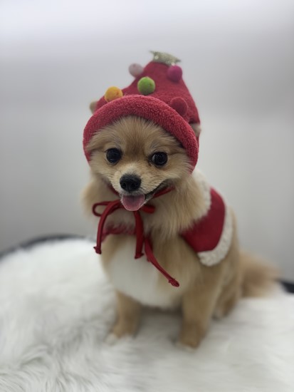 뽀그리미용실 이미지