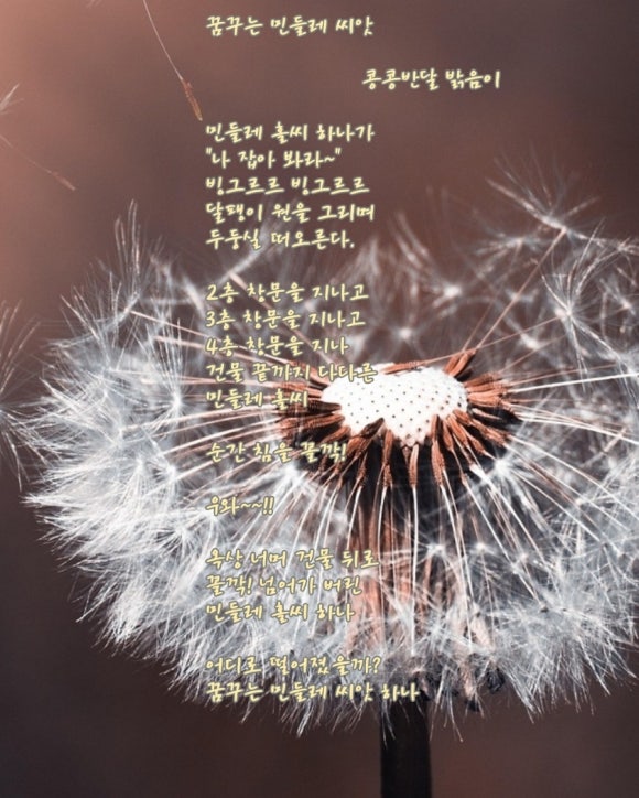 민들레홀씨이야기 이미지