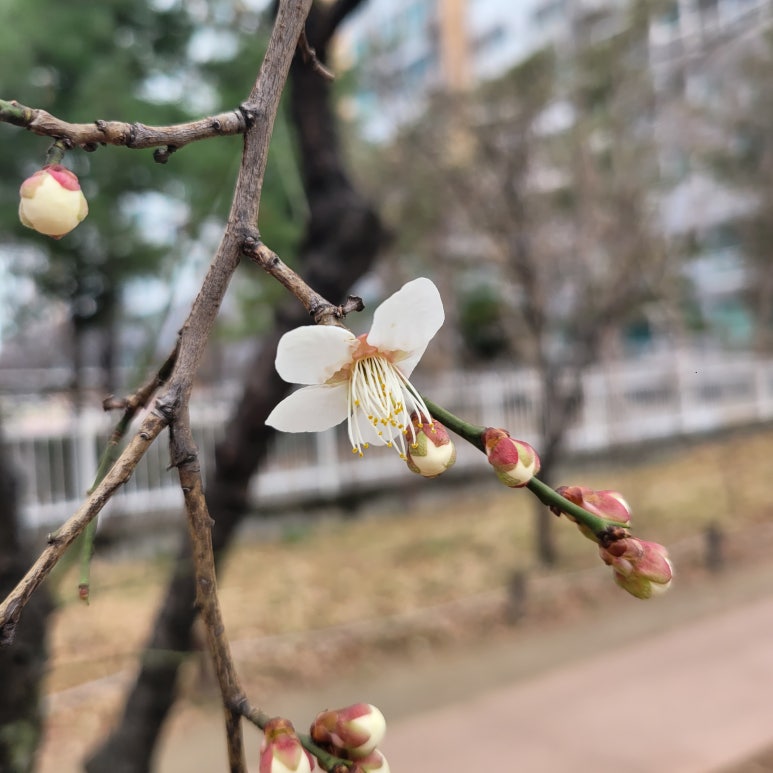 내게온 봄 이미지