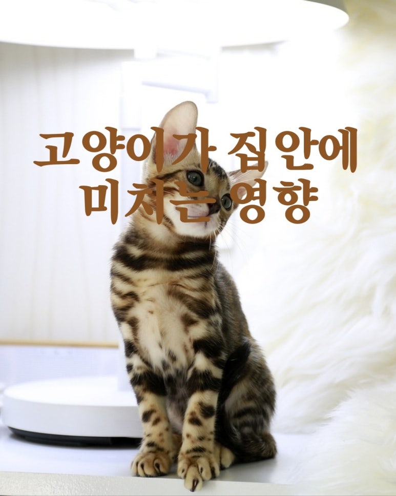 고양이가 집안에 미치는 영향