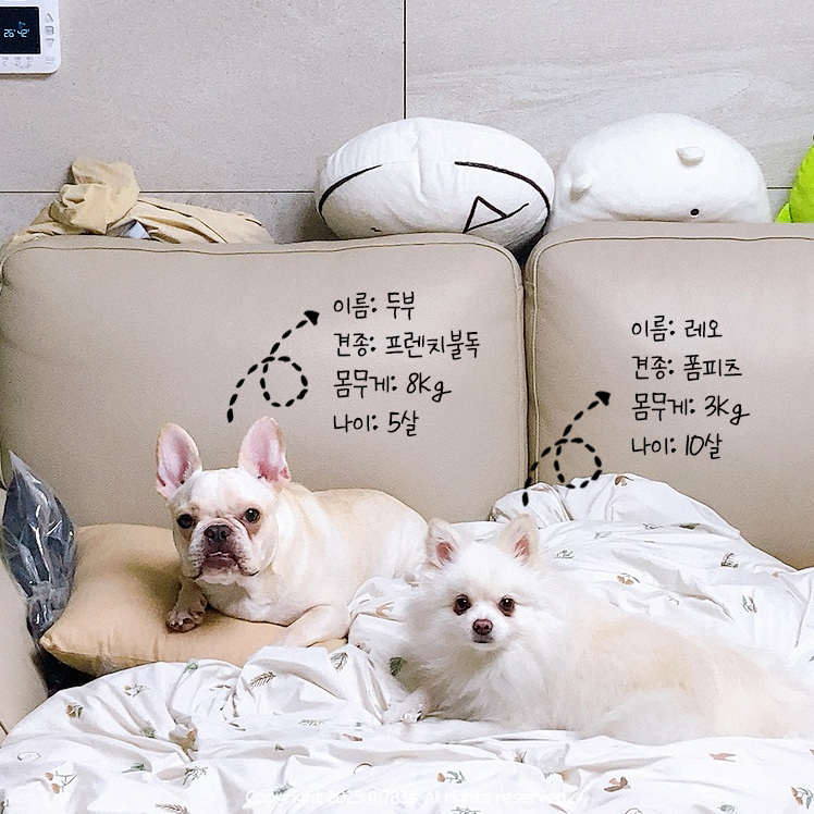 와이즈알 이미지