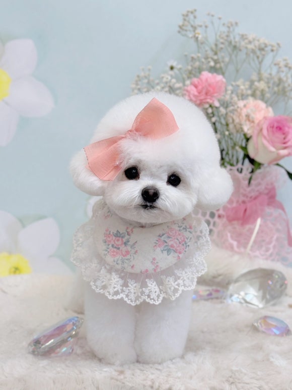 꼬미 이미지
