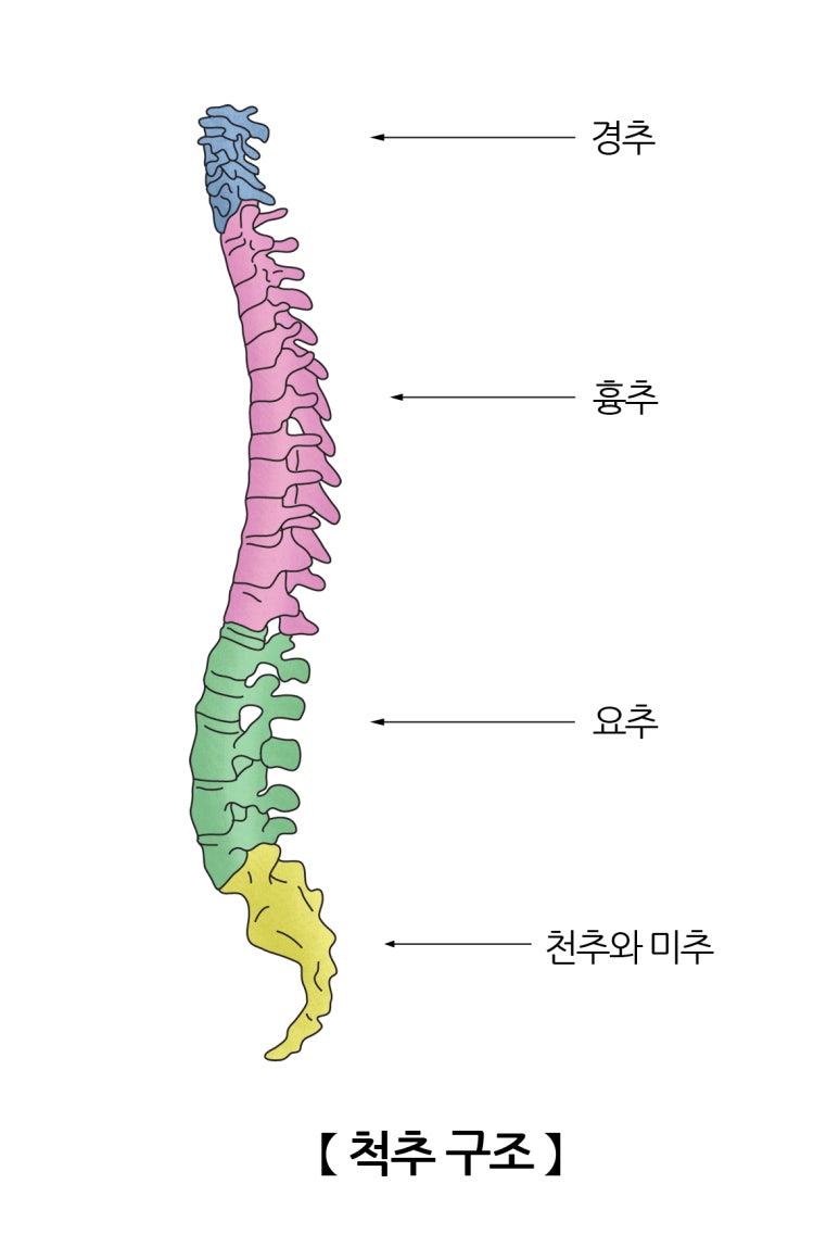 더영 이미지