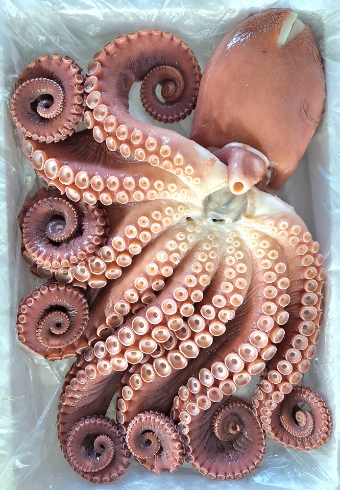 오예수산 이미지