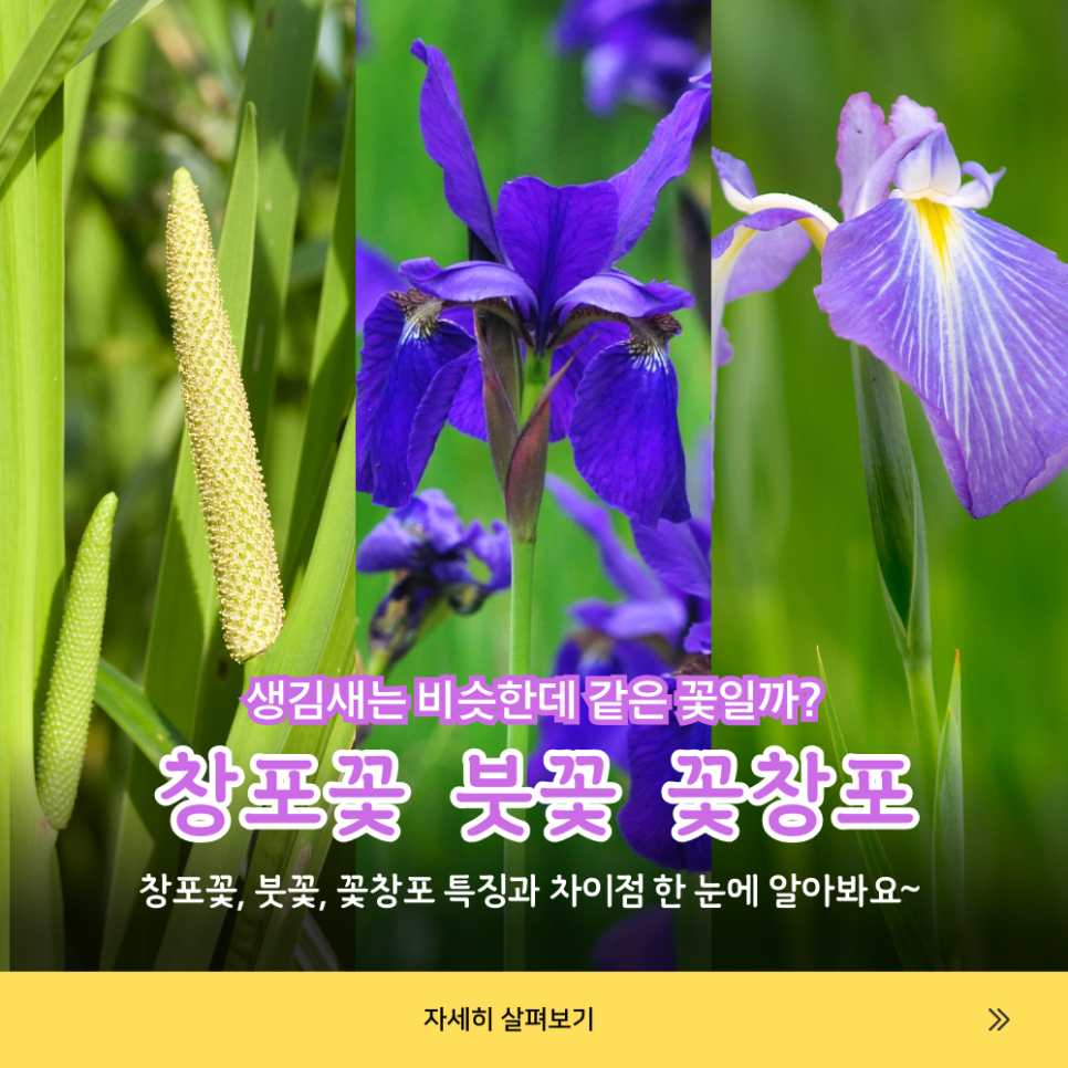 창포꽃 붓꽃 꽃창포 이름은 비슷한데 같은꽃일까? 꽃말 특징 구별법 쉽게 정리 : 네이버 블로그