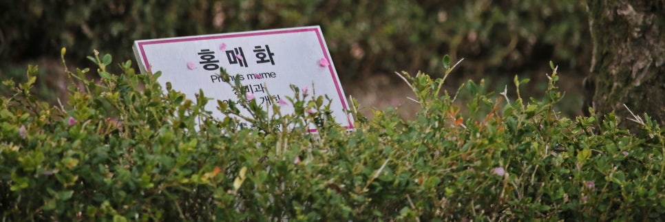 대도장 이미지