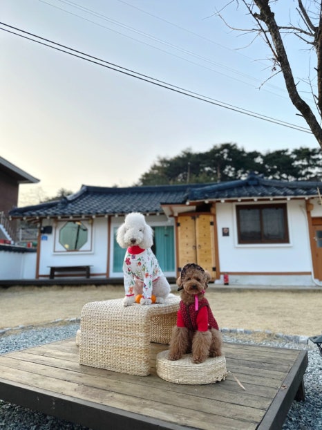 컴페니언 바이 경포 이미지