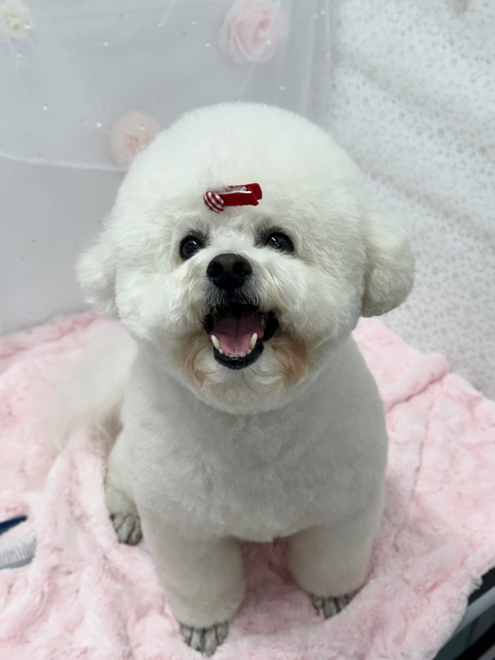 대전애견미용학원 이미지