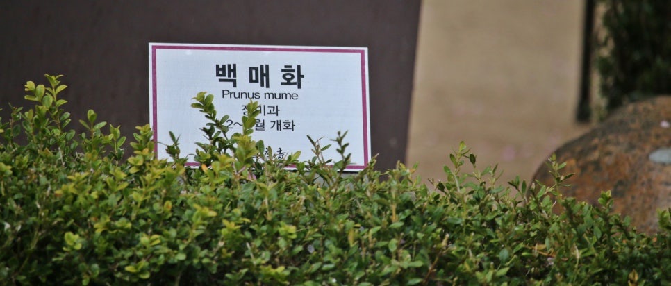 대도장 이미지