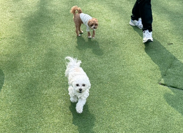 별똥구리 이미지