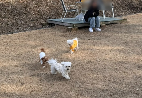 별똥구리 이미지