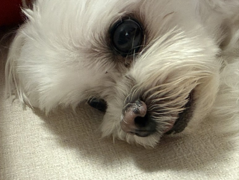여우바라기 이미지