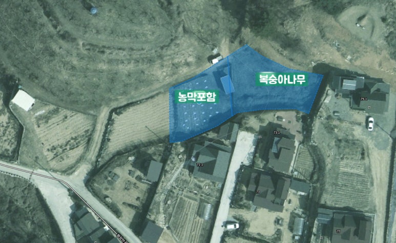 임소초 이미지
