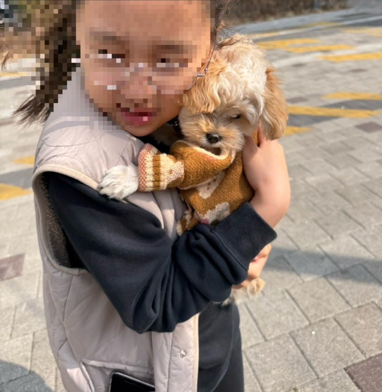 몽쉘댕댕 이미지