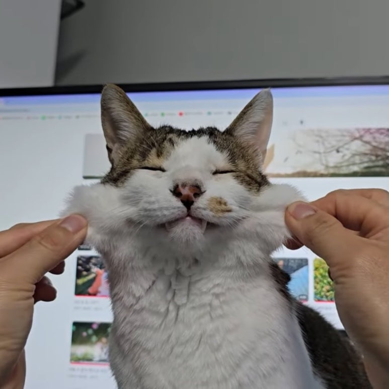 생일이개 이미지