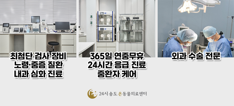 8살 시베리안 허스키 유선종양 중성화 수술 비용 및 후기 — 사진 9