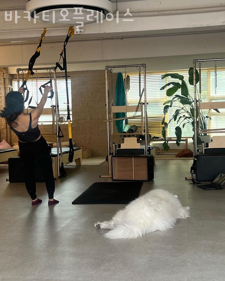 바카티오 이미지